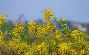 门前种茶花断子绝孙是什么说法 是断头花吗