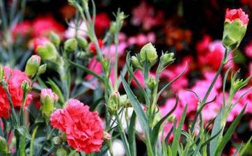 今年女生节可以送花吗 女生节做什么好吃的