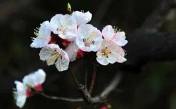 广州人过春节时一定会吃什么 过年吃饺子吗