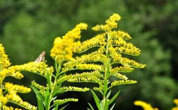 2024年6月几号是芒种节气？芒种是吉利日子吗？