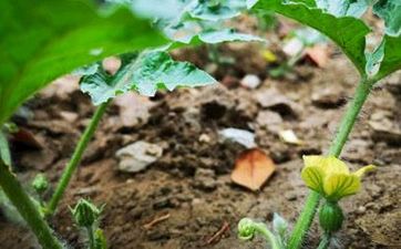 ​露深花气冷，霜降蟹膏肥——秋冬交替的节气养生要点来了