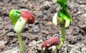 冬至节气的风俗活动及传统美食