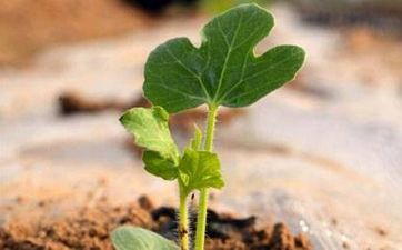 霜降节气的风俗活动有哪些