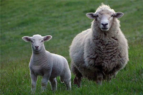 梦见羊头是什么意思