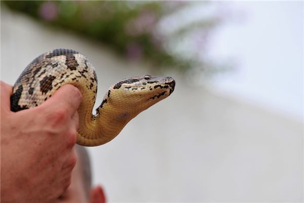 梦见好多蛇死掉