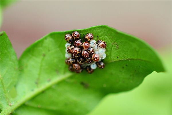 梦见虫卵是什么意思