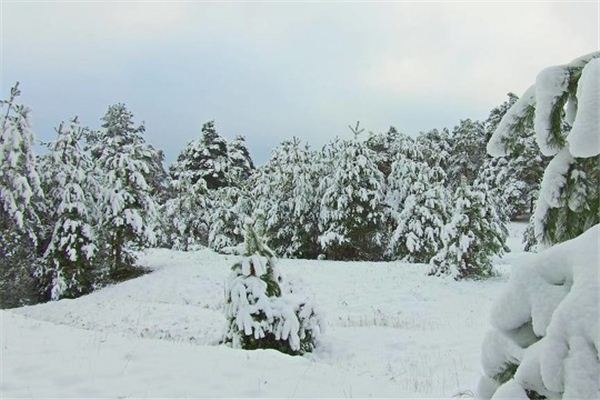 梦见在积雪的森林中漫步