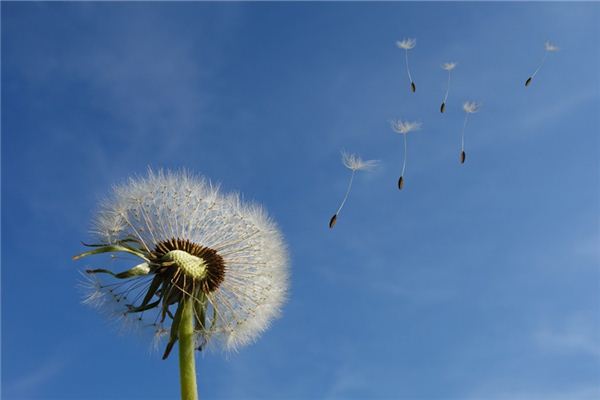 梦见西风是什么意思