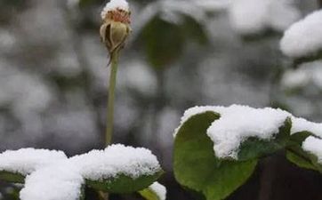 处女座女生性格特点分析(超准) 处女座女生性格缺点有哪些