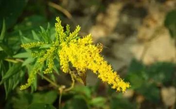 适合处女座女生的家居风水