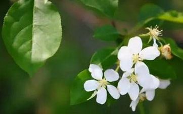 4月24-30日，兰亚多一周星座运势