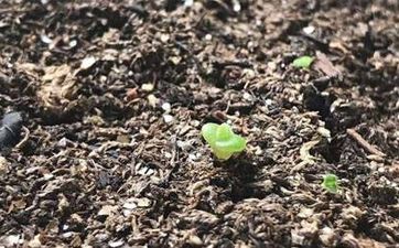 2024年双鱼座6月桃花运分析 桃花朵朵开